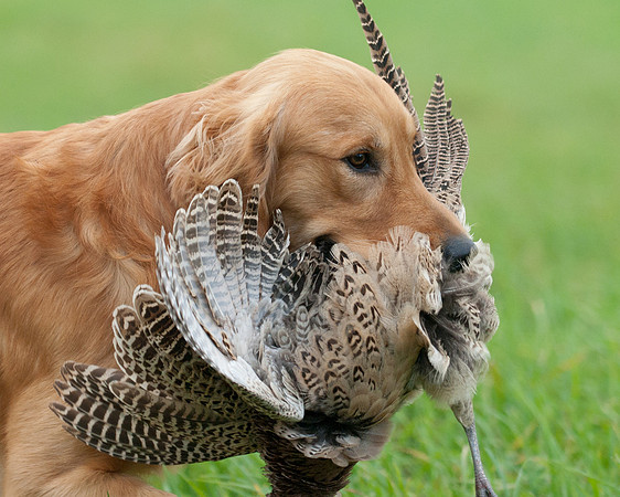 DSC_6346_TestDog