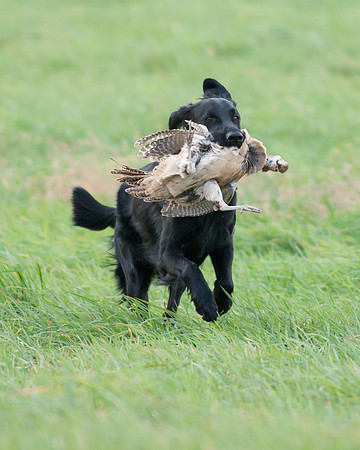 DSC_6575_Piper
