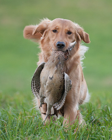 DSC_6726_Scoot