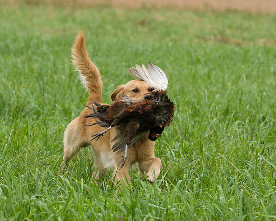 DSC_1275-Rudy