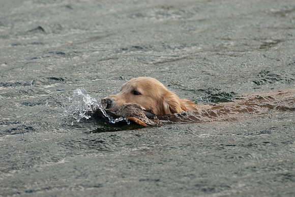 DSC_7055_Wyeth