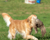 DSC_6594_TestDog