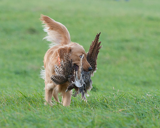 DSC_6643_Gracie