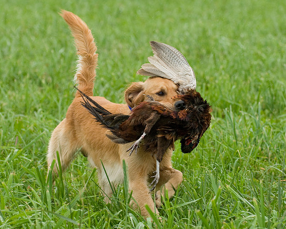 DSC_1279-Rudy