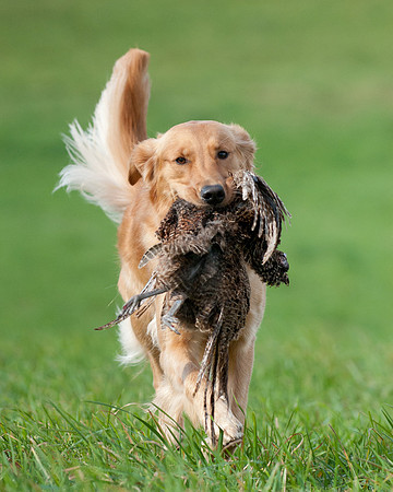 DSC_6739_Scoot