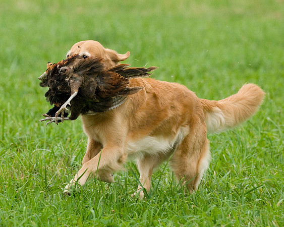 DSC_0999-Derby