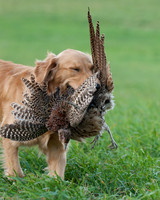 DSC_6649_Gracie