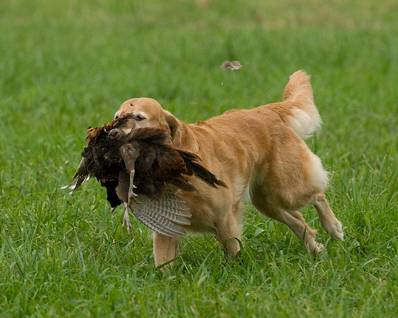 DSC_0998-Derby