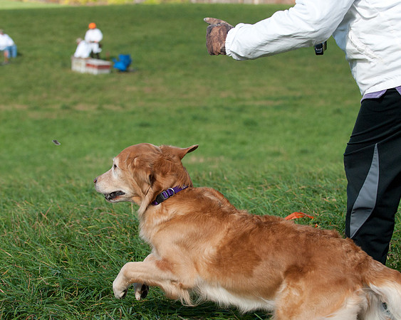 DSC_6596_TestDog