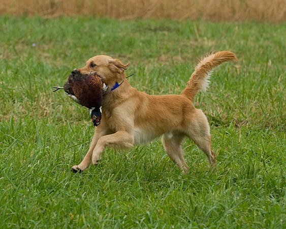 DSC_1268-Rudy