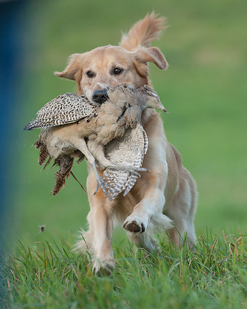 DSC_6410_Rudy