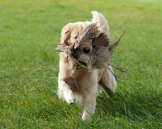 DSC_6855_Bing
