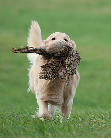 DSC_6509_Wyeth