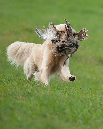 DSC_6861_Bing