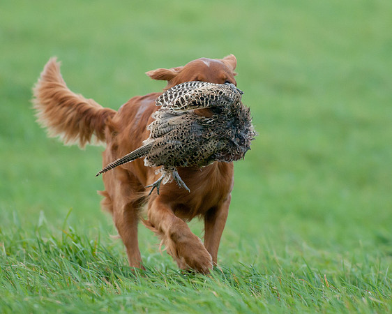 DSC_6530_Prince