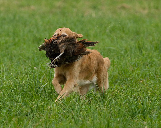 DSC_0995-Derby