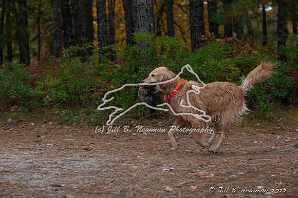 WRC_3255_Jilly