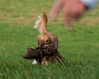 DSC_6633_Gracie
