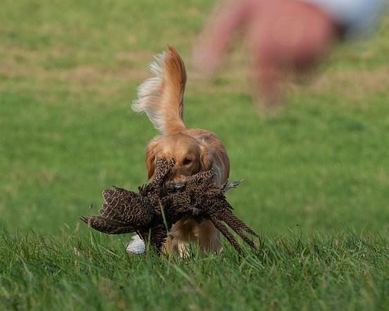 DSC_6633_Gracie