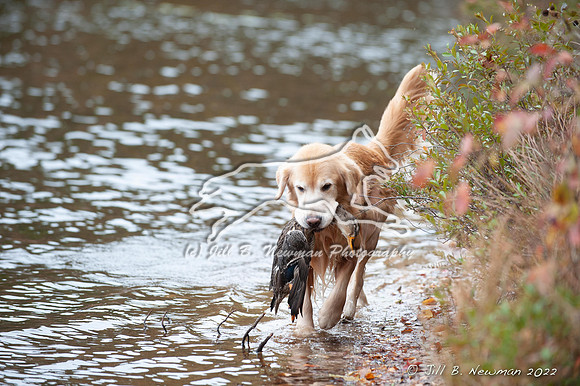 WRC_3222_Bronte