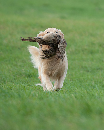 DSC_6505_Wyeth