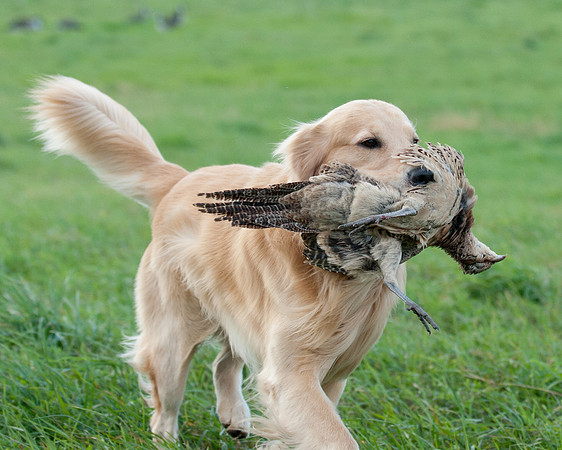 DSC_6517_Wyeth