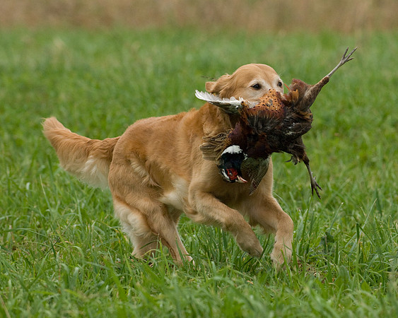 DSC_1021-Derby