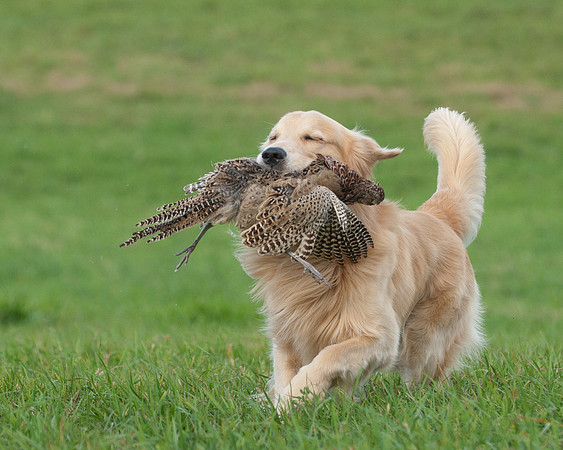 DSC_6499_Wyeth
