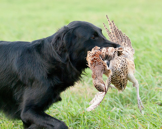 DSC_6585_Piper